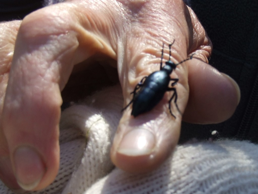 Image from Either Side of Delphy Bridge of large beetle on human hand, an example of human and other animal interaction.